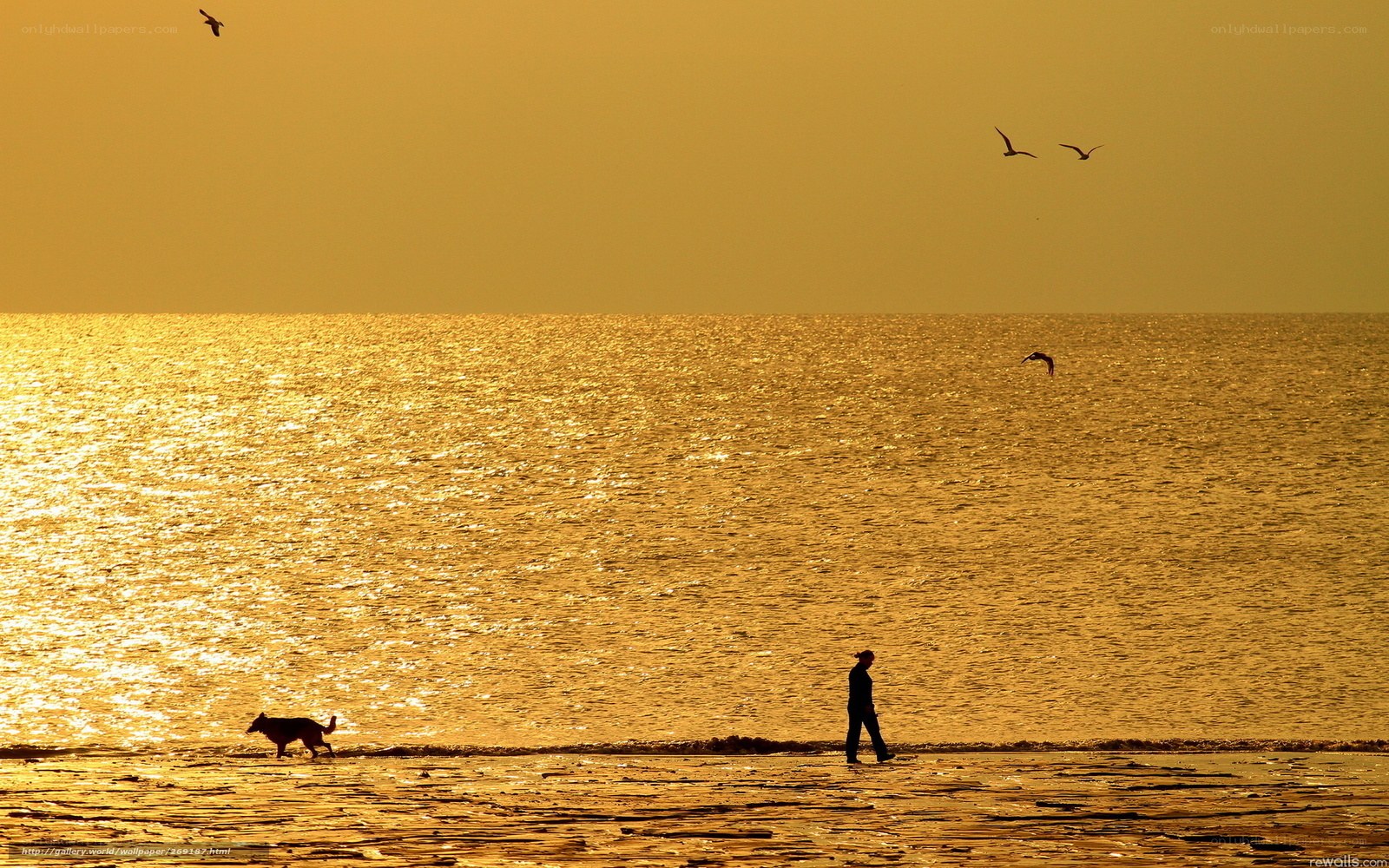 Sunset walk with dog on beach