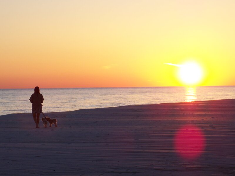Sunset walk with dogs on beach