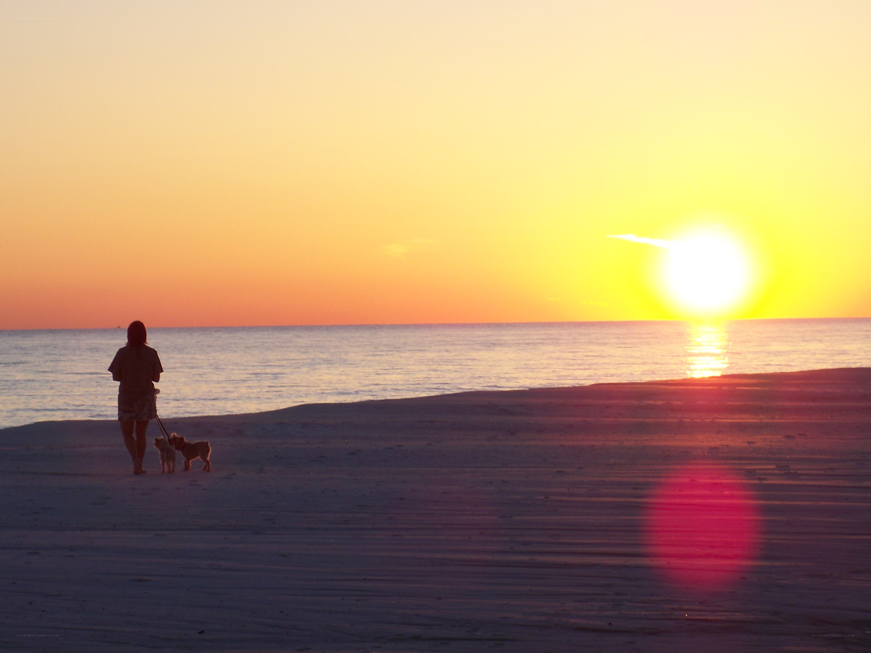 Sunset walk with dogs on beach