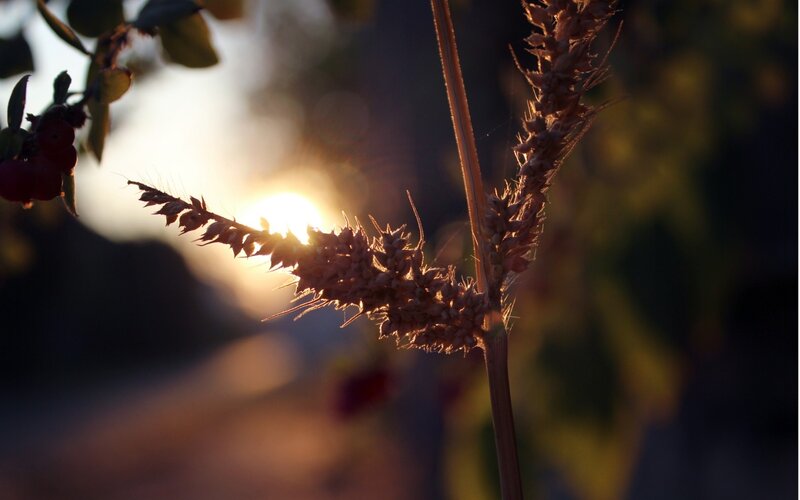 Sunset wheat stalk silhouette