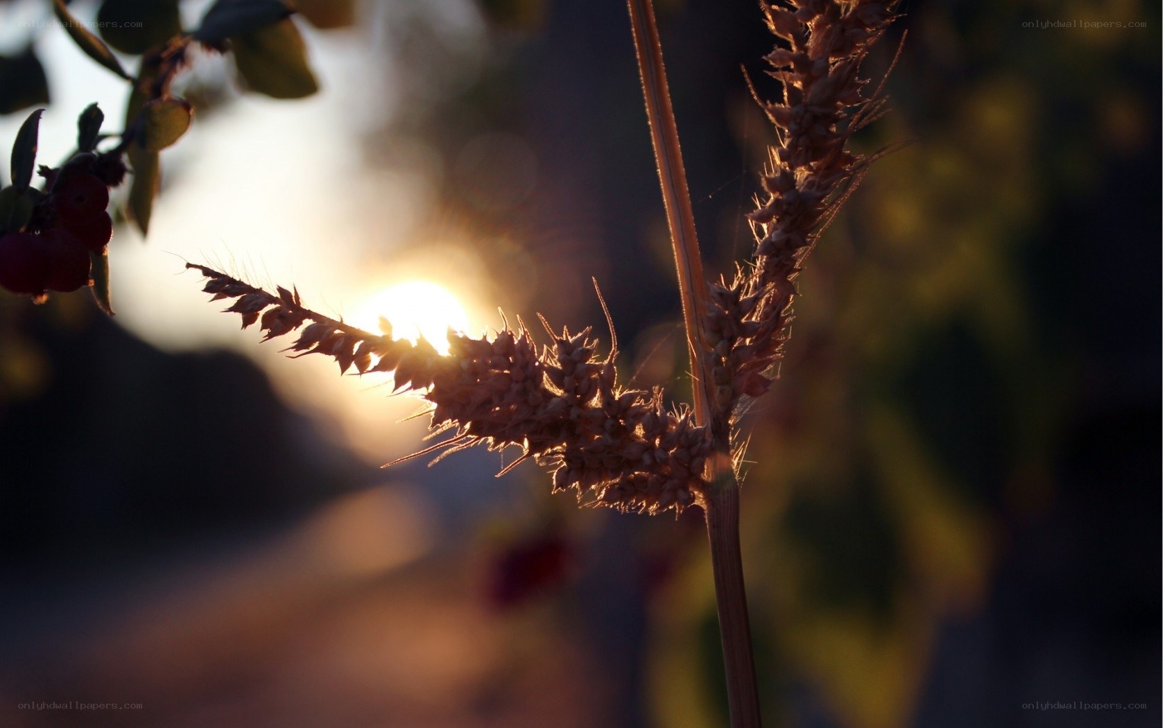 Sunset wheat stalk silhouette