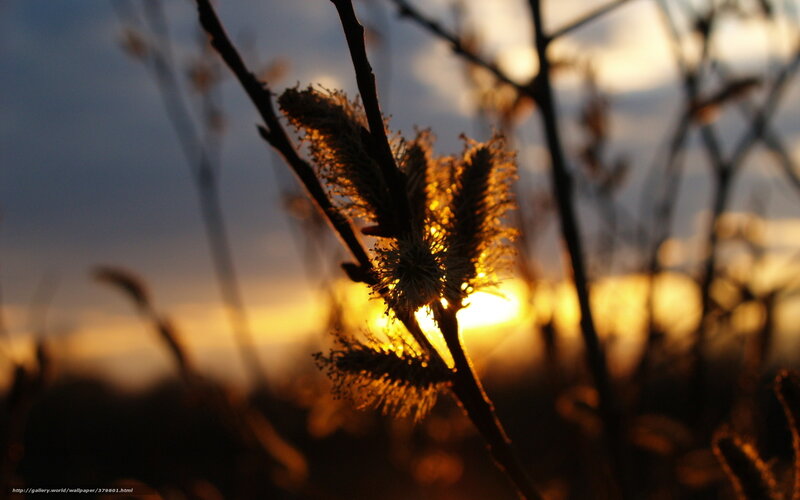Sunset willow catkins