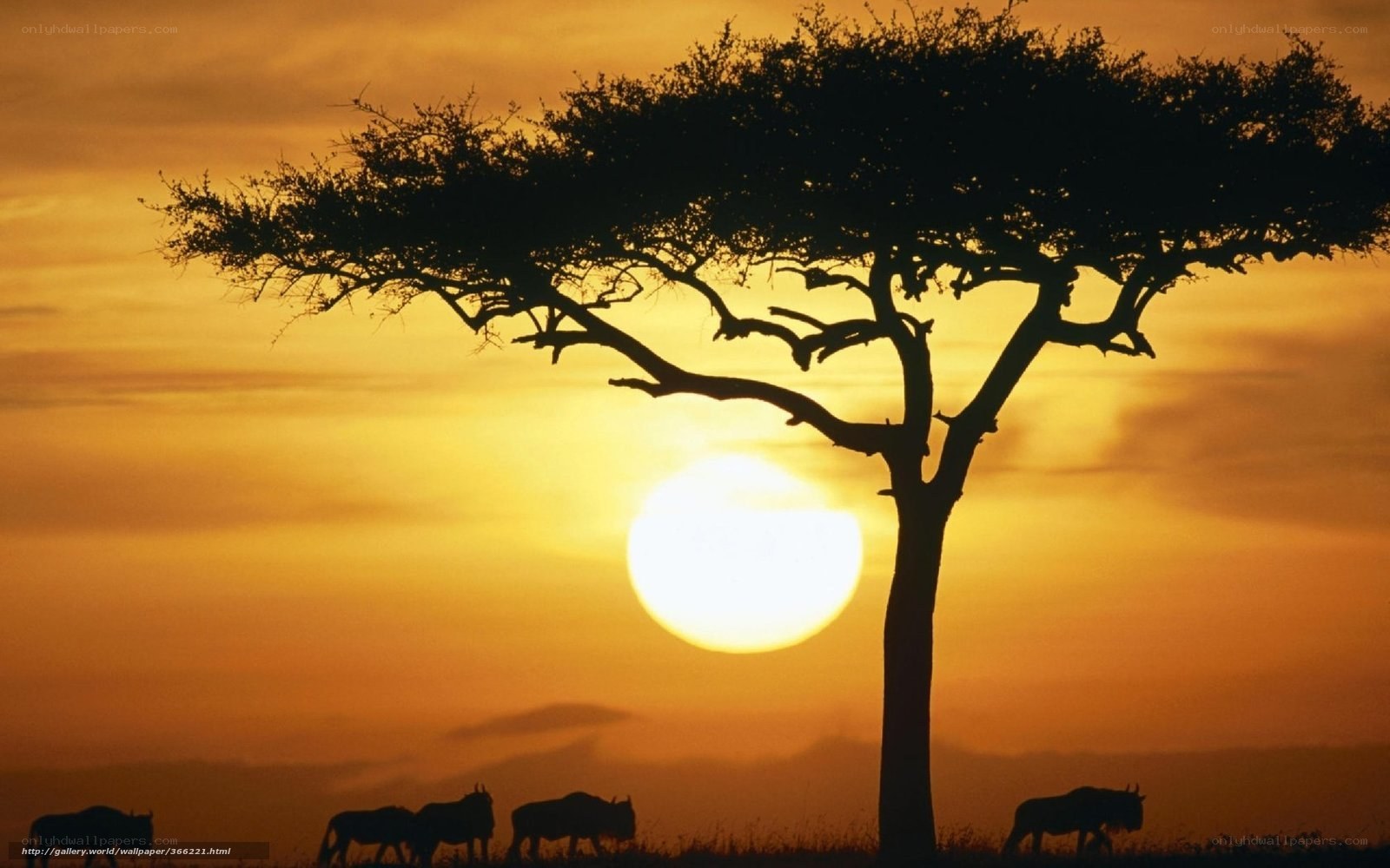 Sunset with acacia tree and wildebeest