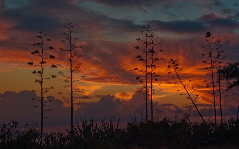 Sunset with agave plants