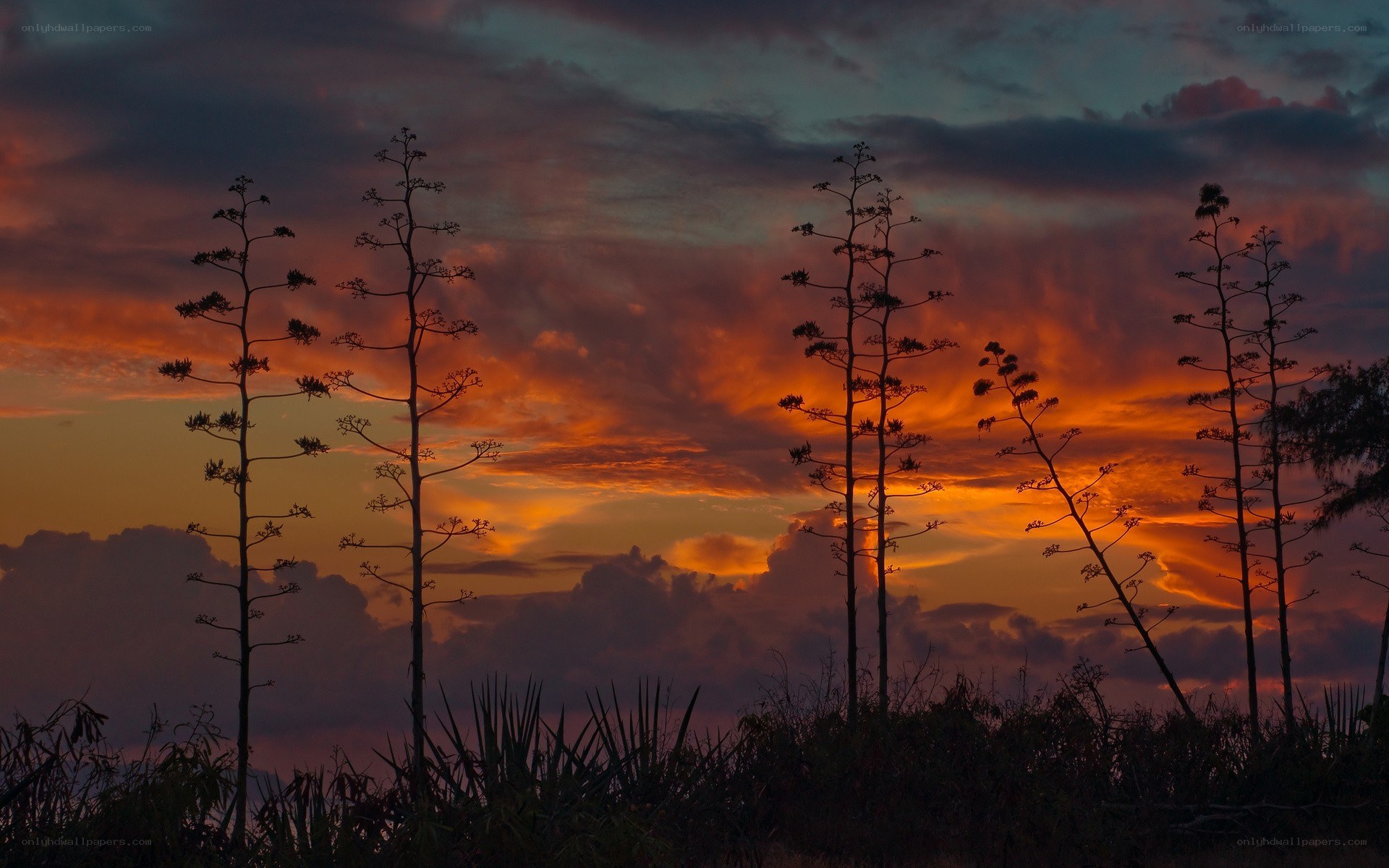 Sunset with agave plants