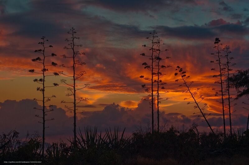 Sunset with Agave Silhouettes