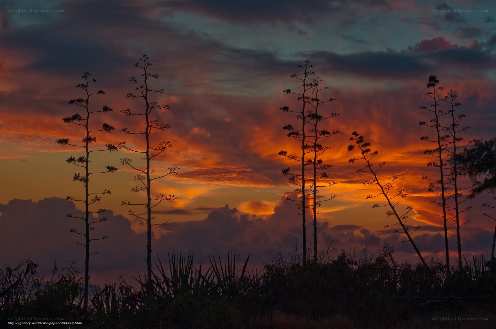 Sunset with Agave Silhouettes
