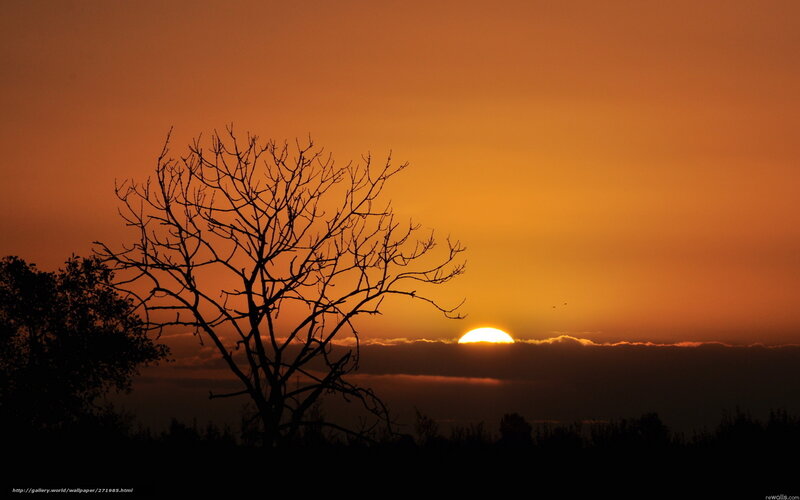 Sunset with bare tree