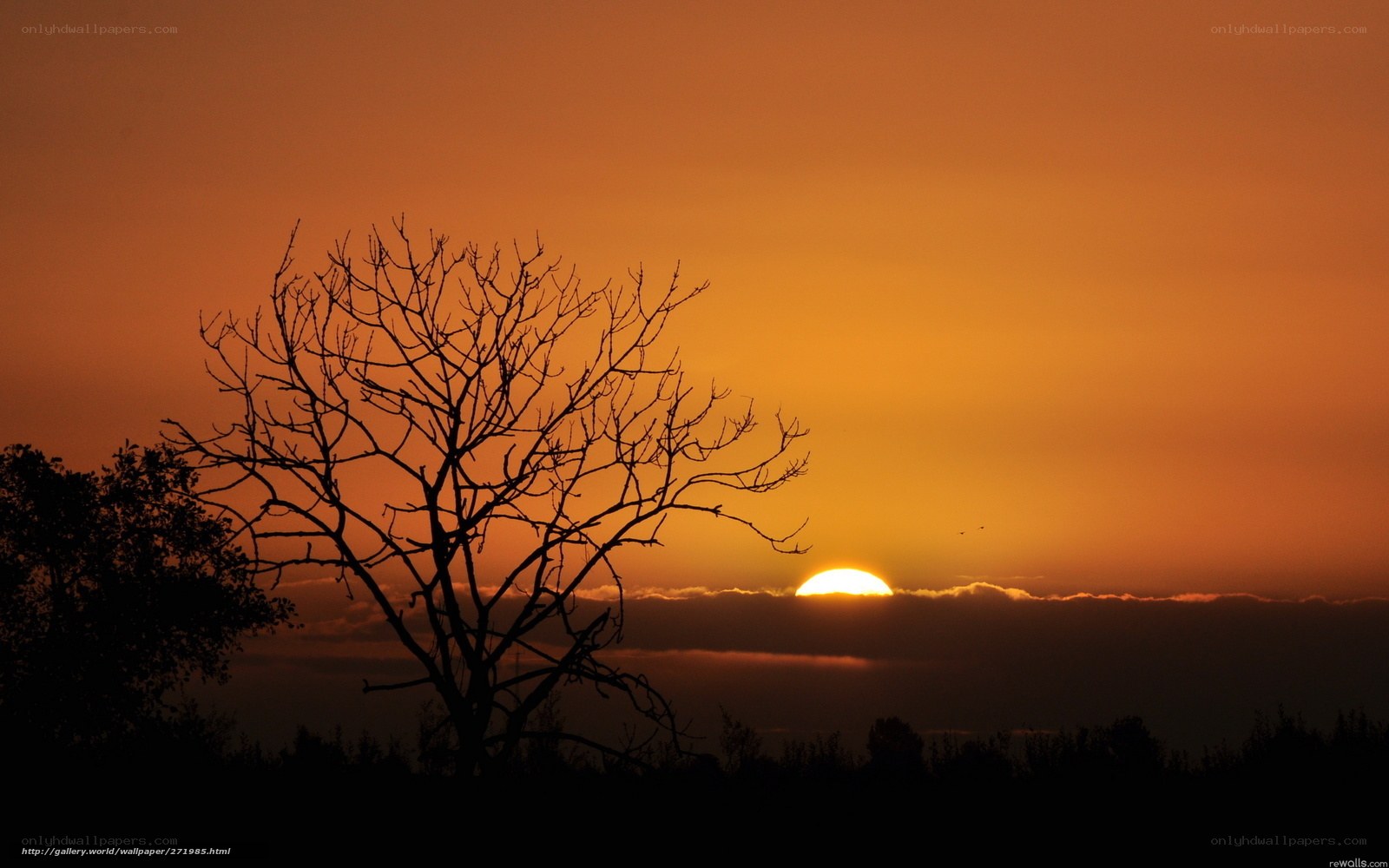Sunset with bare tree