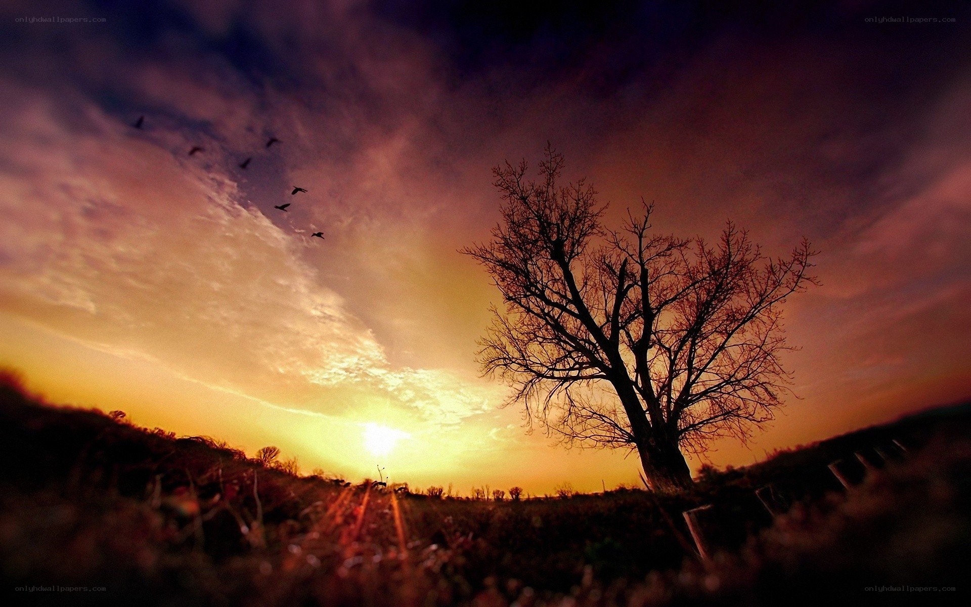 sunset with bare tree
