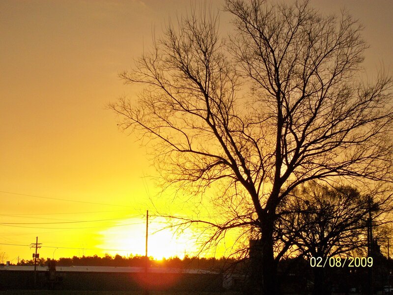 Sunset with bare tree silhouette