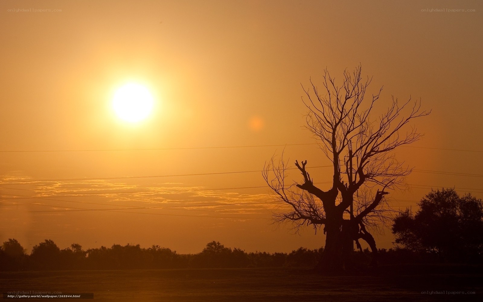 Sunset with bare tree