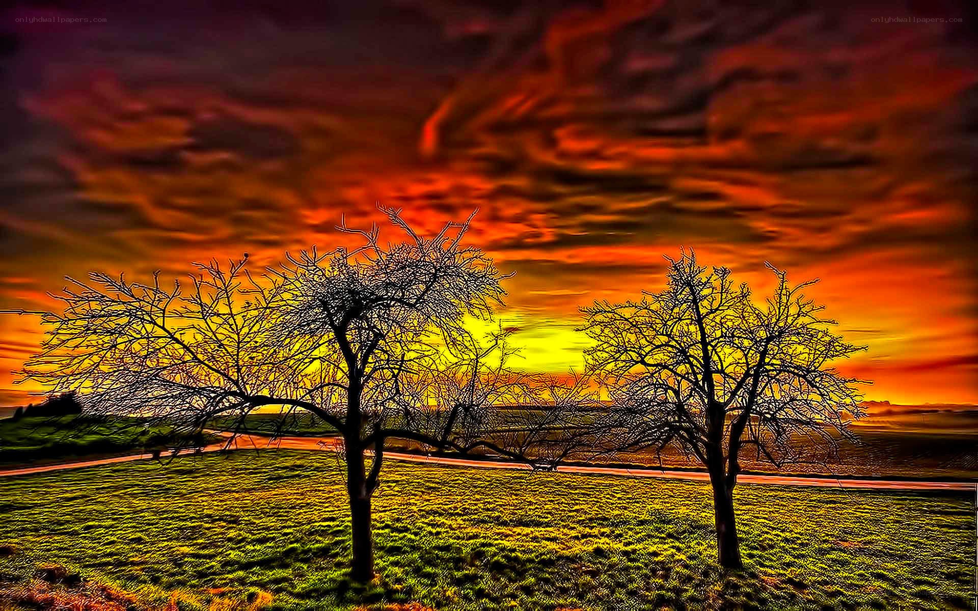 Sunset with bare trees