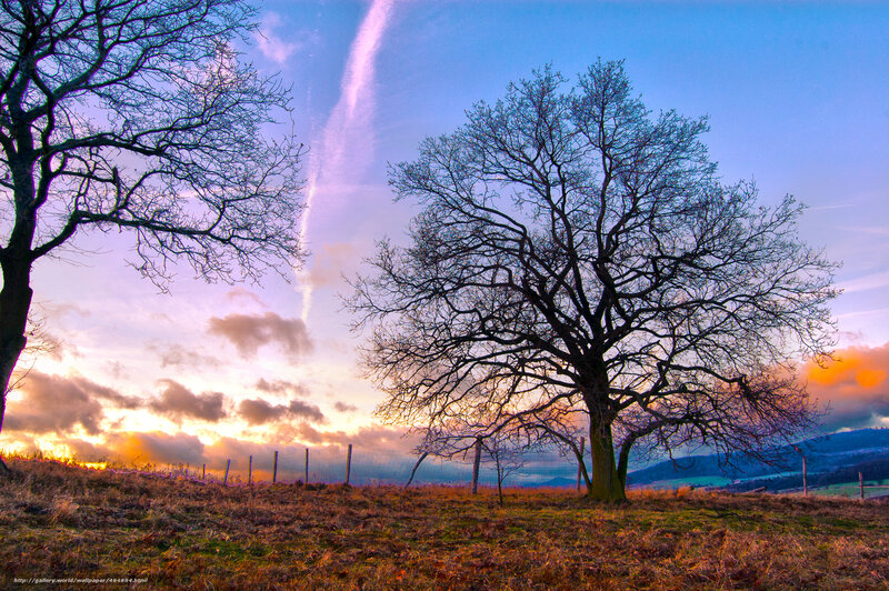 Sunset with bare trees