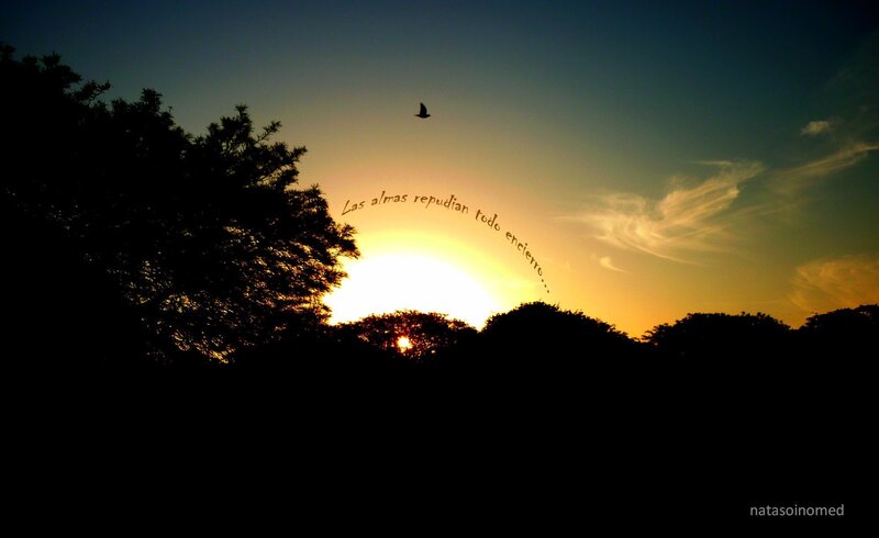 Sunset with bird and quote