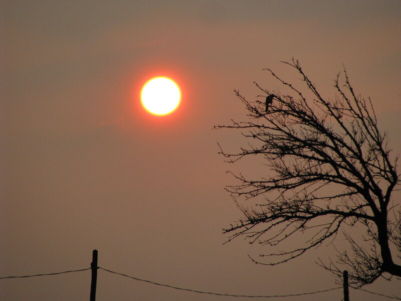 Sunset with bird on tree