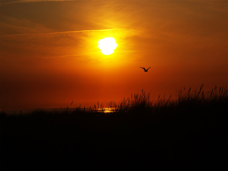 Sunset with bird silhouette