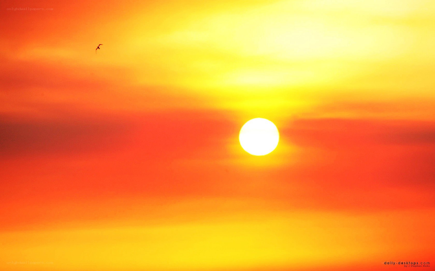 Sunset with bird silhouette