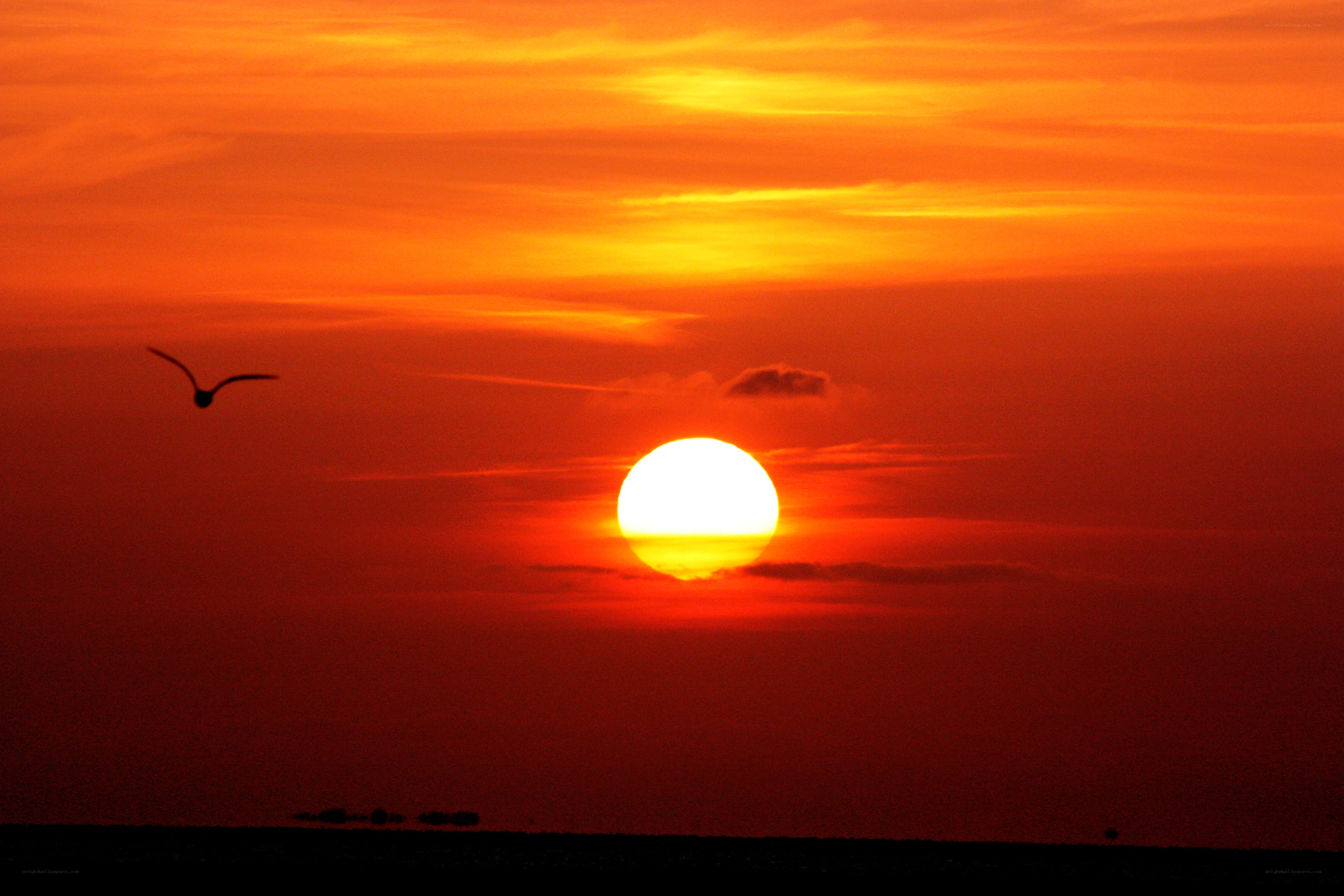 Sunset with bird silhouette