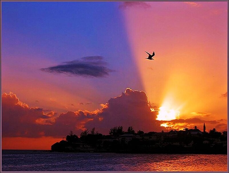 Sunset with bird silhouette