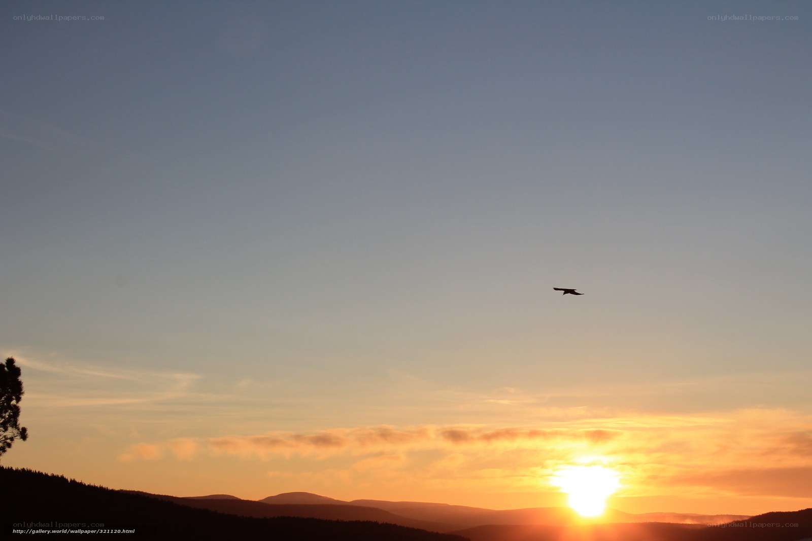 Sunset with bird silhouette
