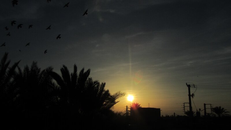Sunset with birds and palm trees