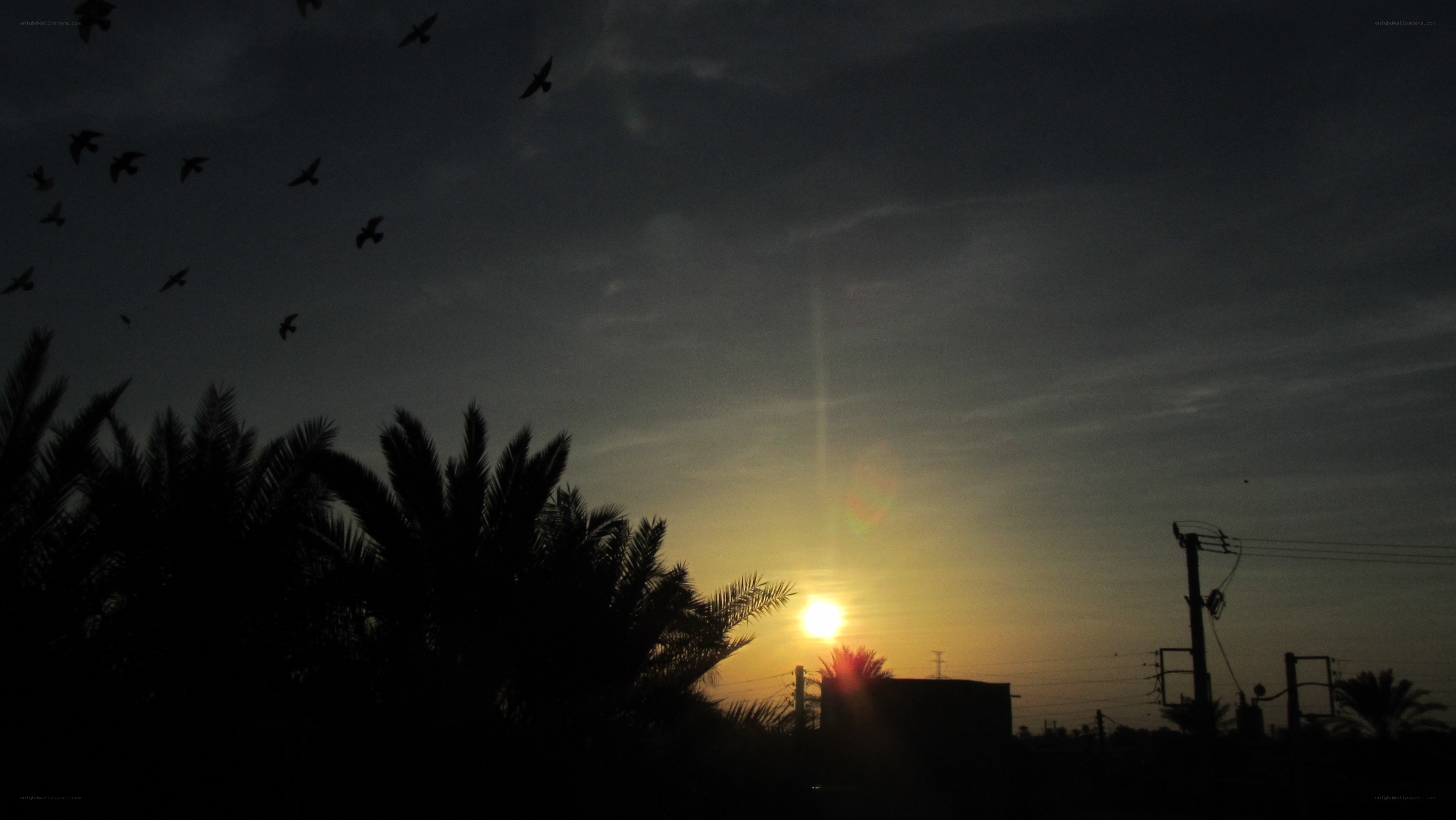 Sunset with birds and palm trees