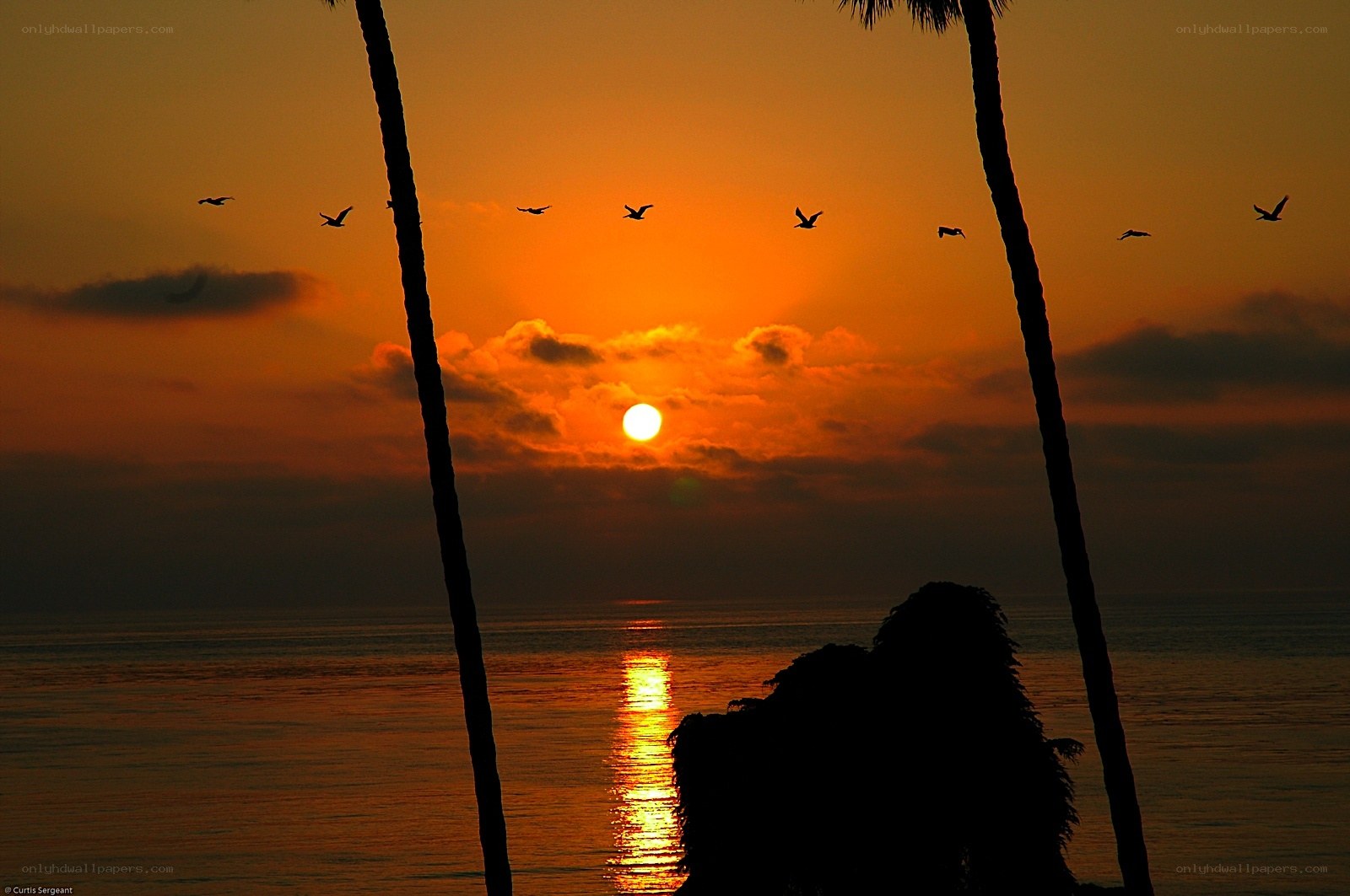 Sunset with birds and palm trees