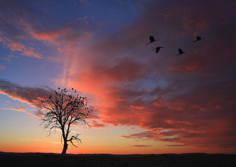 Sunset with birds and tree