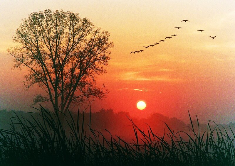 Sunset with birds and tree