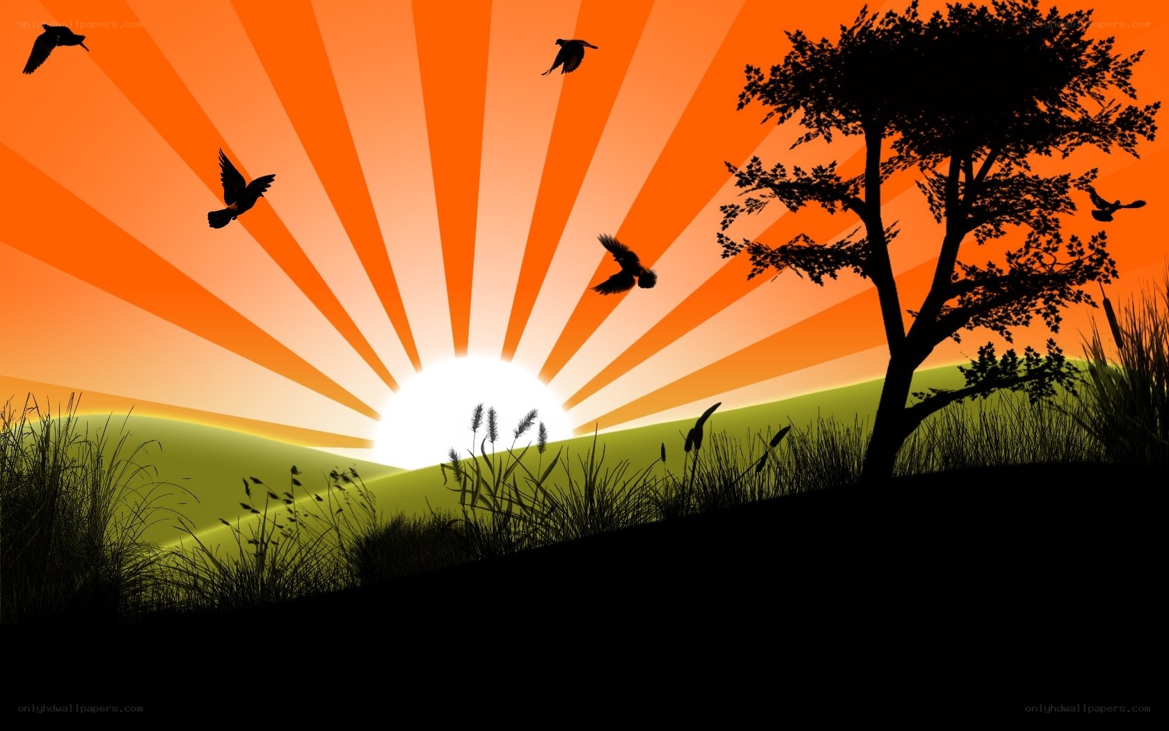 Sunset with birds and tree