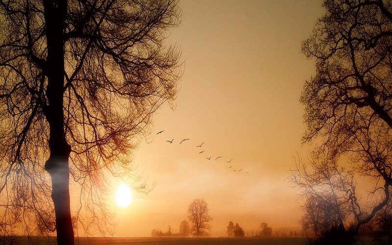Sunset with birds flying