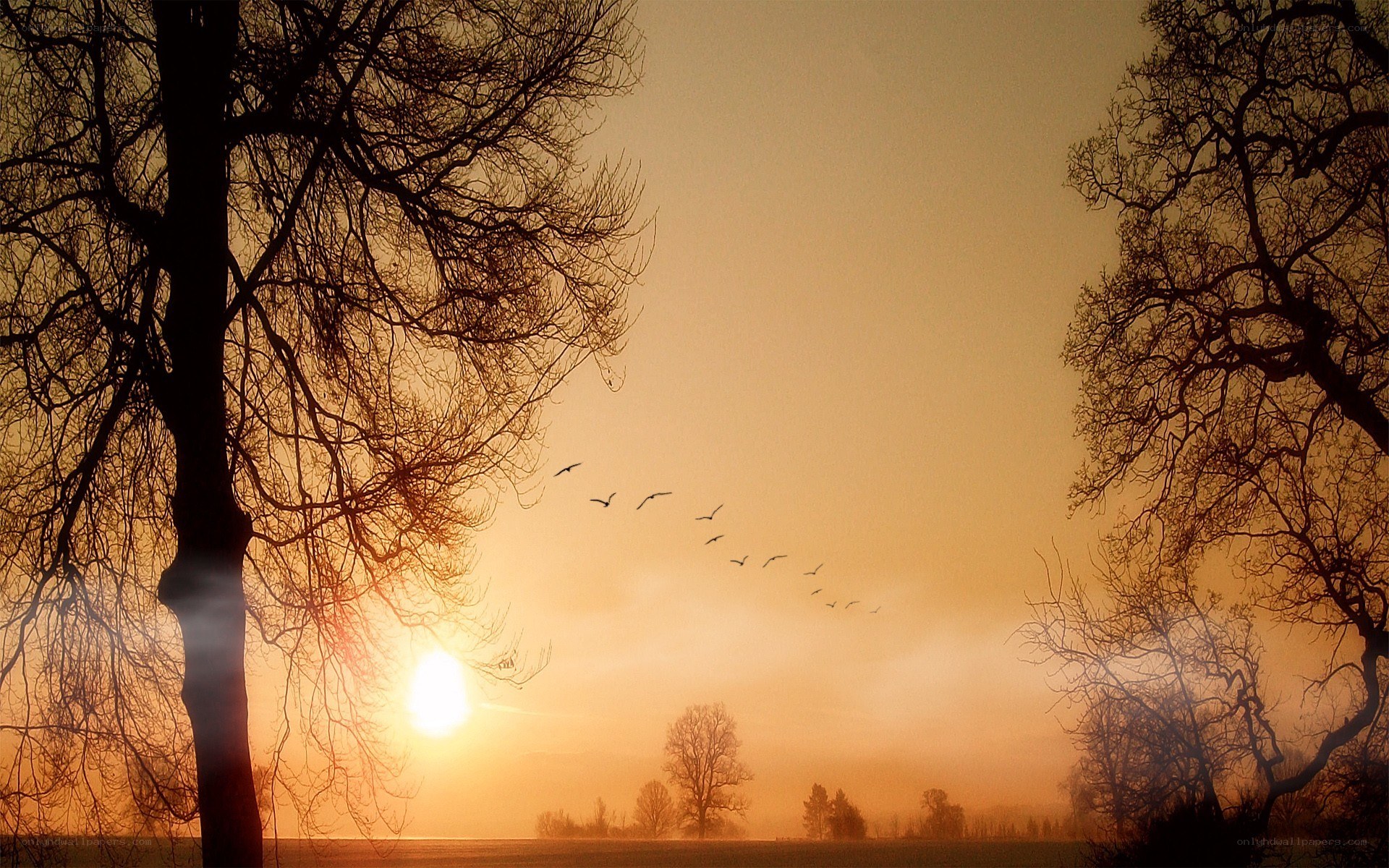 Sunset with birds flying