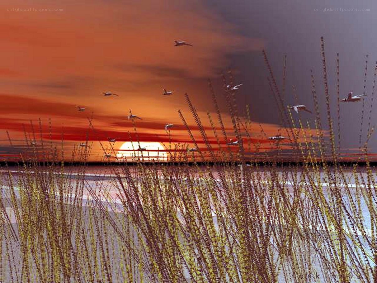 Sunset with birds flying