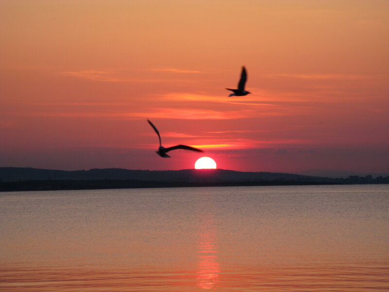 Sunset with birds flying