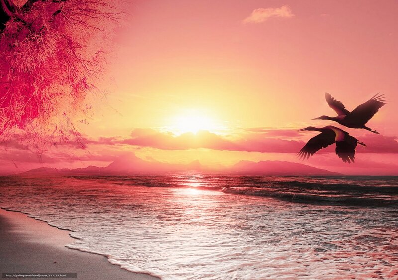 Sunset with birds flying
