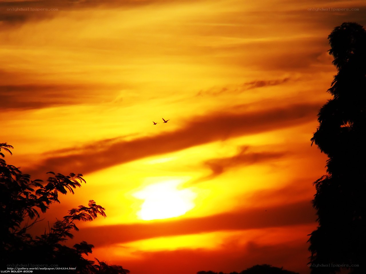 Sunset with birds in flight