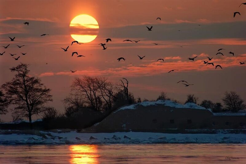 Sunset with birds in winter