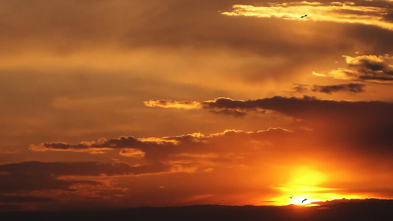 Sunset with Birds — Orange
