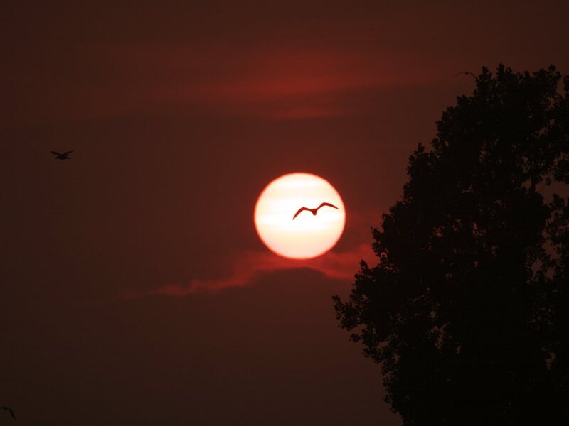 Sunset with Birds — Red