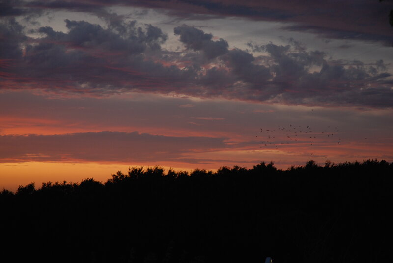 sunset with birds silhouetted