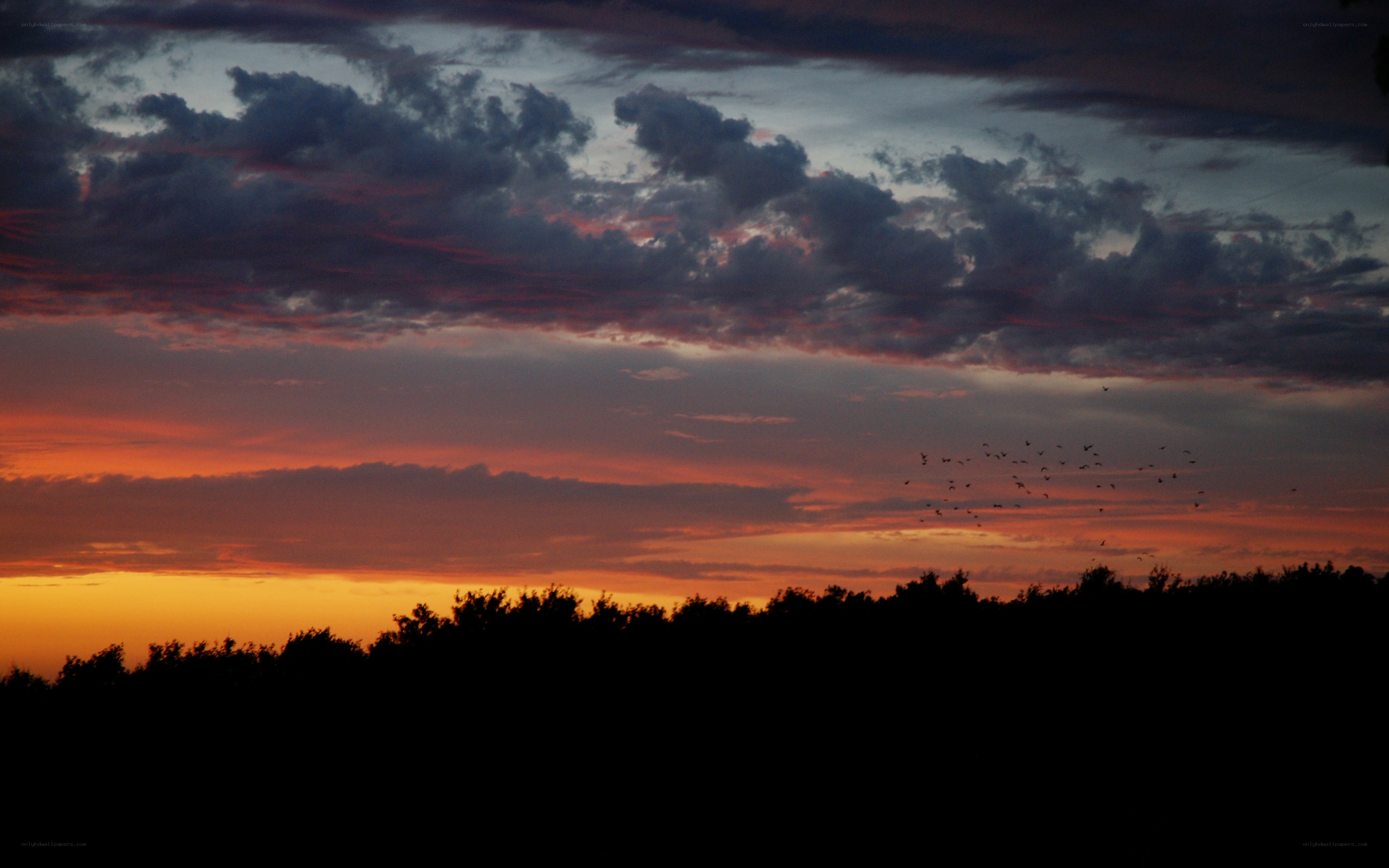 sunset with birds silhouetted