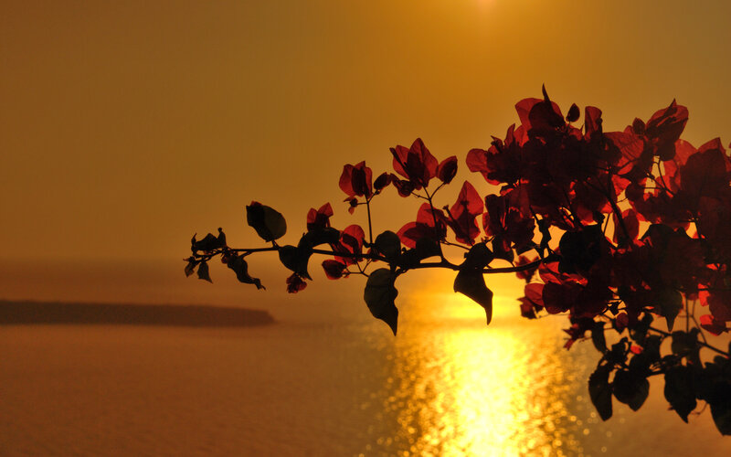 sunset with bougainvillea silhouette