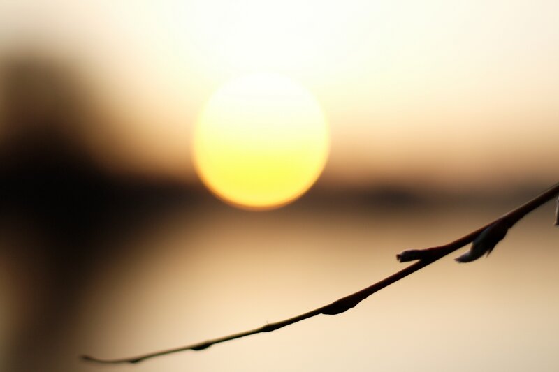 Sunset with branch silhouette
