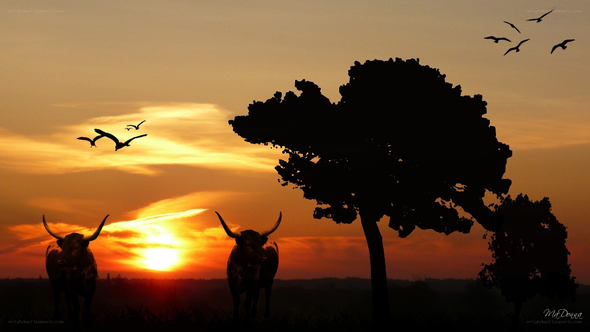 Sunset with bulls and birds