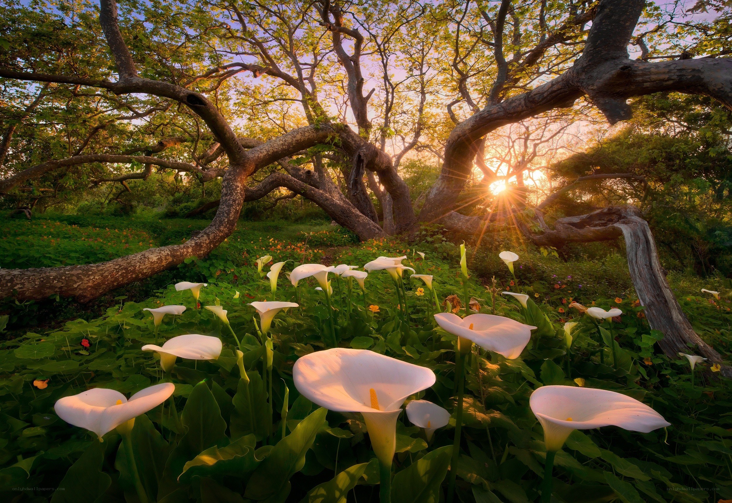 Sunset with calla lilies