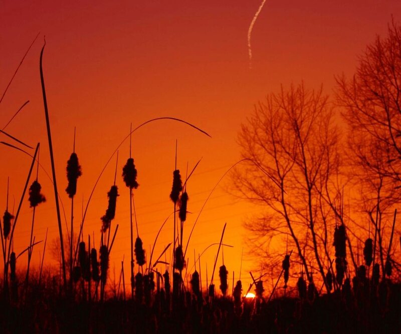 Sunset with cattails and tree silhouettes