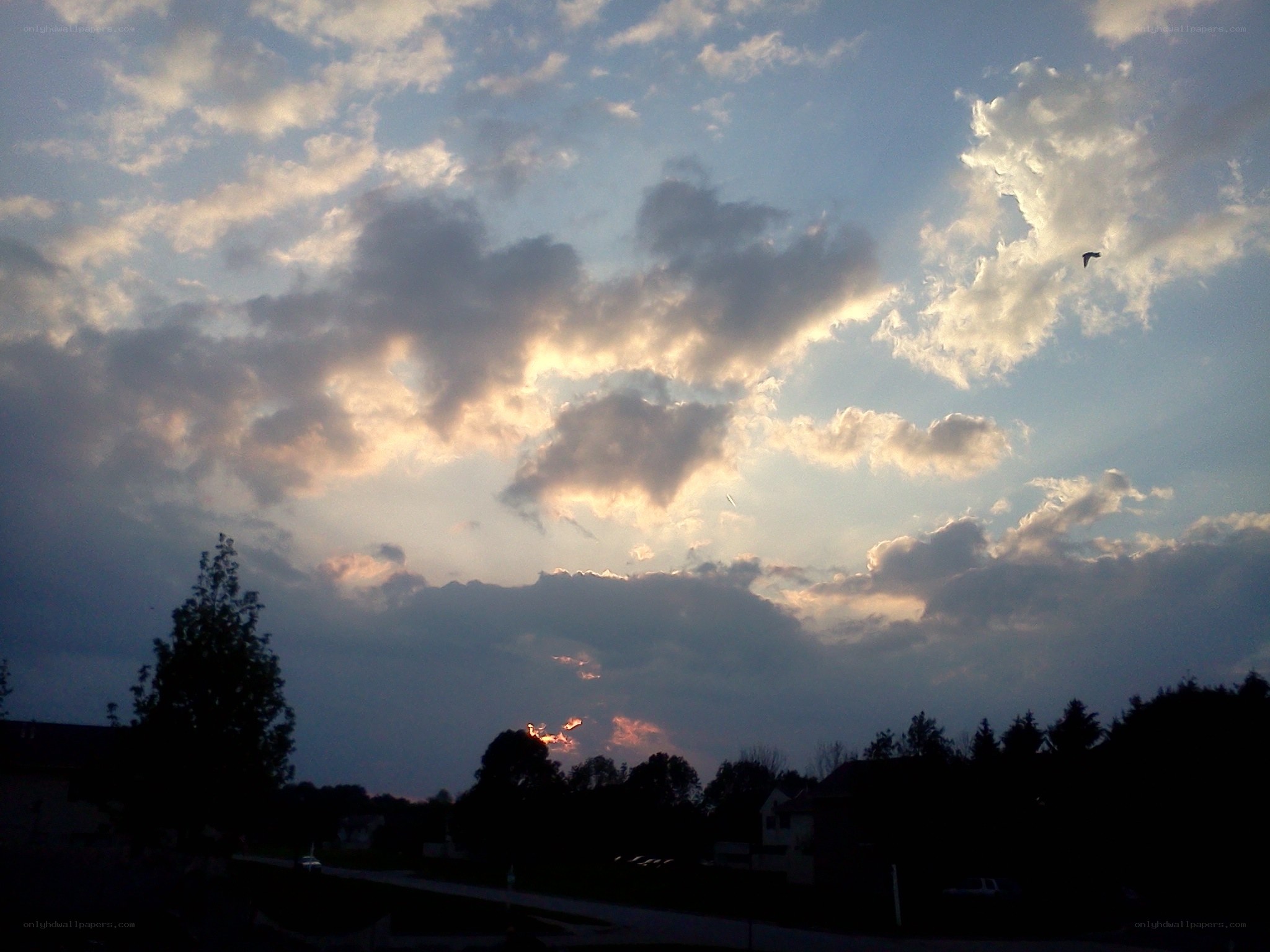 sunset with clouds and bird