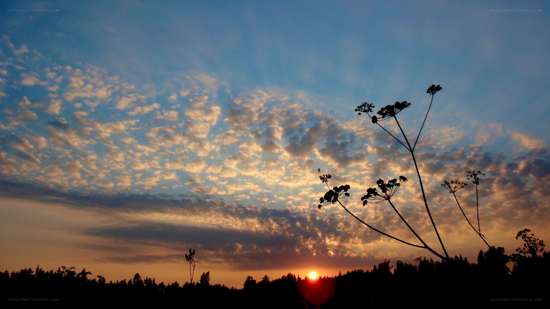 Sunset with clouds and plants