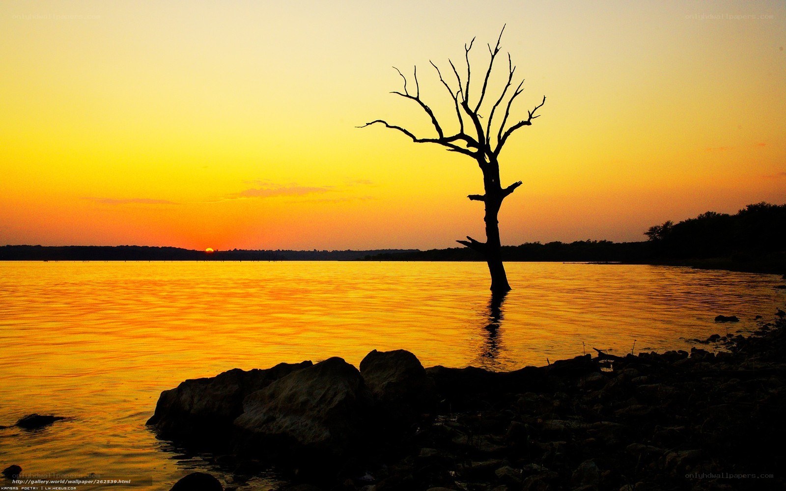 Sunset with dead tree